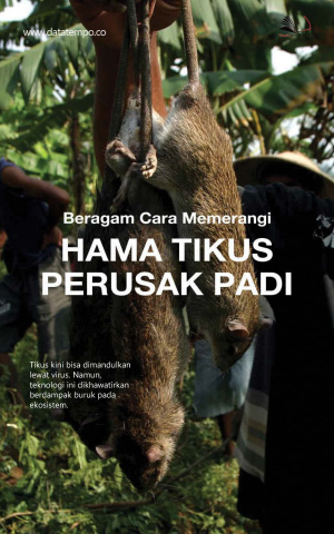 Beragam Cara Memerangi Hama Tikus Perusak Padi