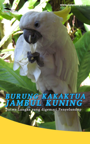 Burung Kakaktua Jambul Kuning, Satwa Langka yang digemari Penyelundup