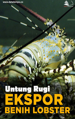 Untung Rugi Ekspor Benih Lobster