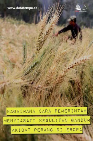 Bagaimana Cara Pemerintah Menyiasati Kesulitan Gandum Akibat Perang di Eropa
