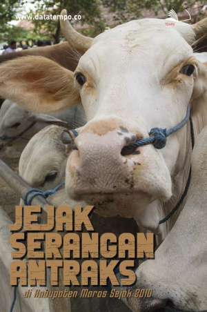 Jejak Serangan Antraks di Kabupaten Maros Sejak 2010