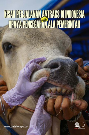 Kisah Perjalanan Antraks di Indonesia dan Upaya Pencegahan Ala Pemerintah