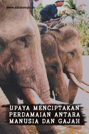 Upaya Menciptakan Perdamaian antara Manusia dan Gajah
