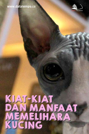 Kiat-kiat dan Manfaat Memelihara Kucing